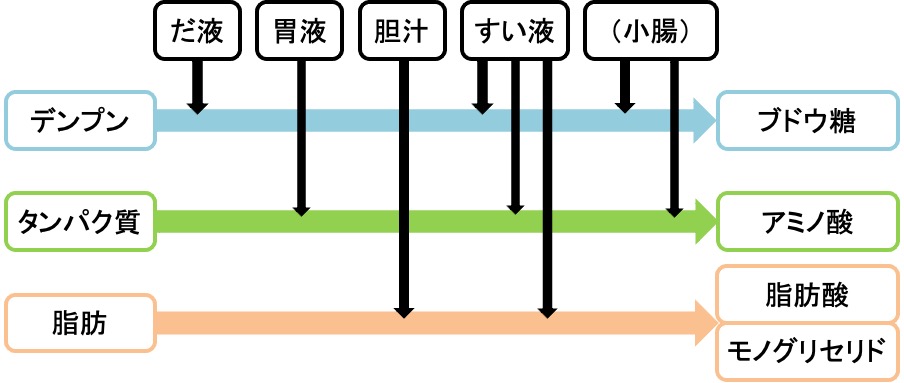 質問 中学 理科 人体の範囲で 栄養分がどのように分解されるのかが覚えられません オンライン無料塾 ターンナップ