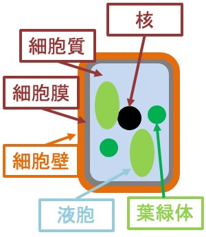 質問 中学 理科 動植物の細胞の違いは何ですか オンライン無料塾 ターンナップ