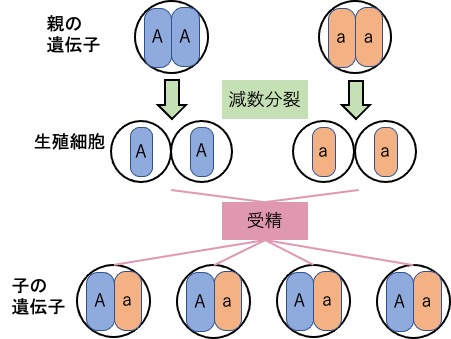 分離の法則