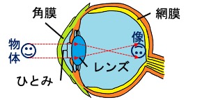 網膜に映る像