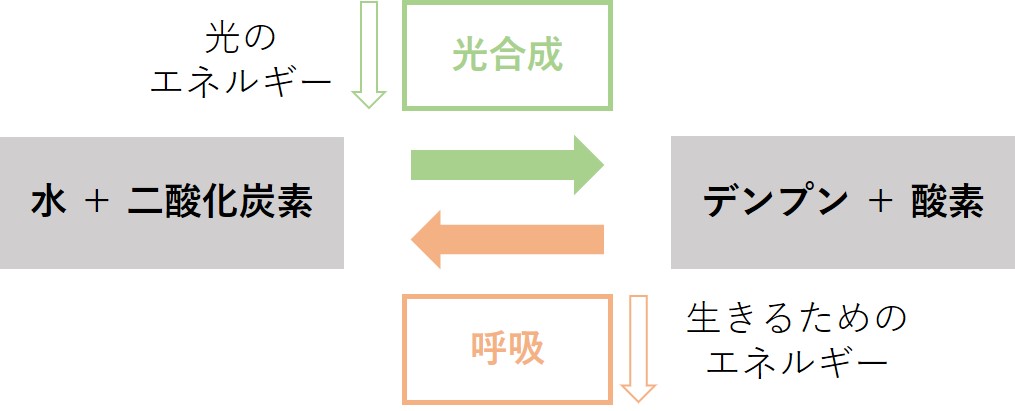 質問 中学 理科 光合成の反応と呼吸の反応は 反対方向の反応なのでしょうか オンライン無料塾 ターンナップ