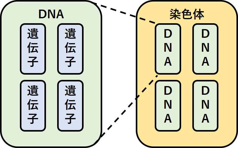 DNAと染色体