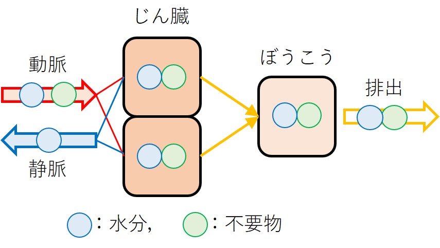 腎臓のはたらき