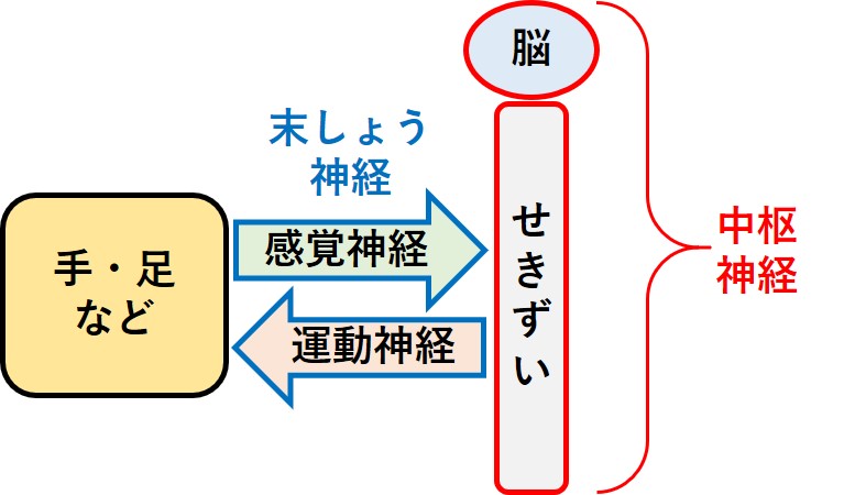 神経系