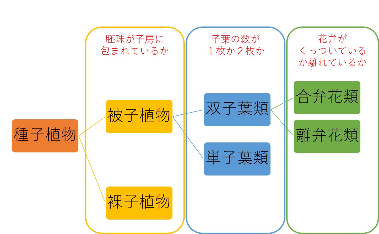 種子植物の分類