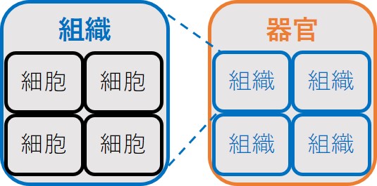 組織と器官