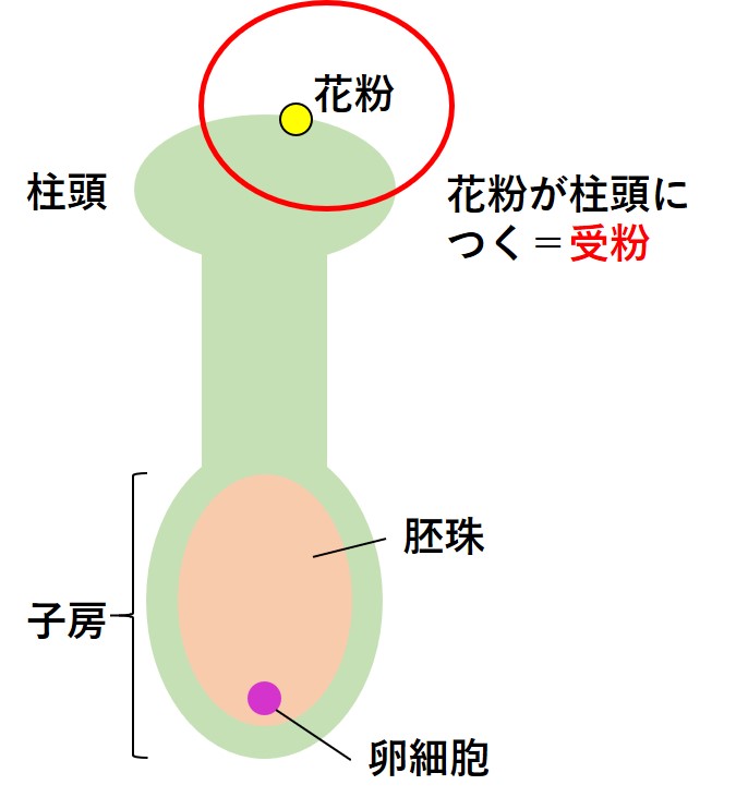 受粉