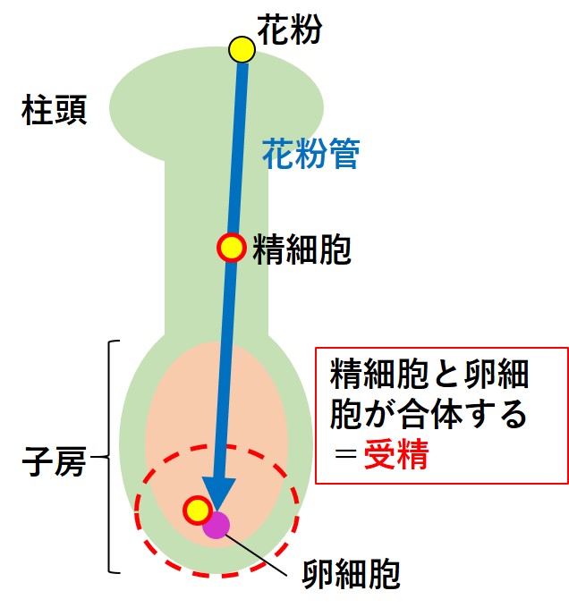 受精