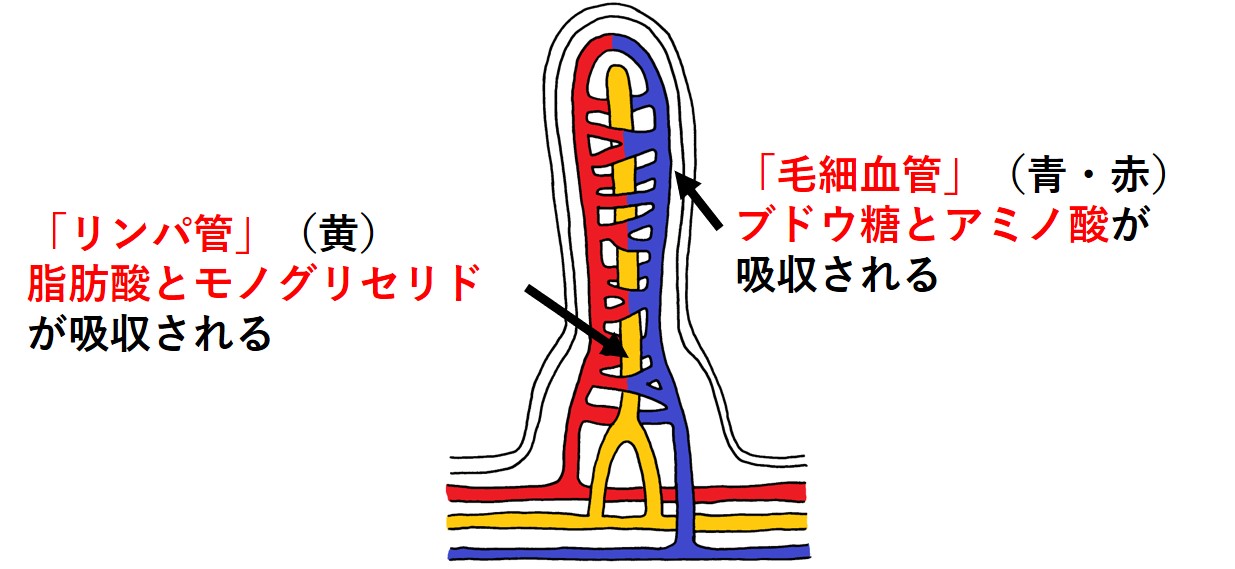 小腸での吸収