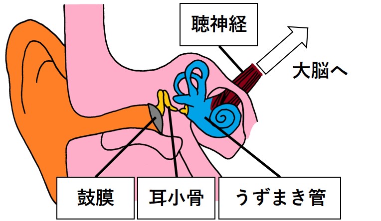 耳のつくり