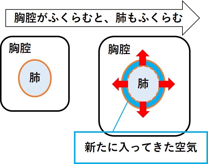 肺がふくらむ