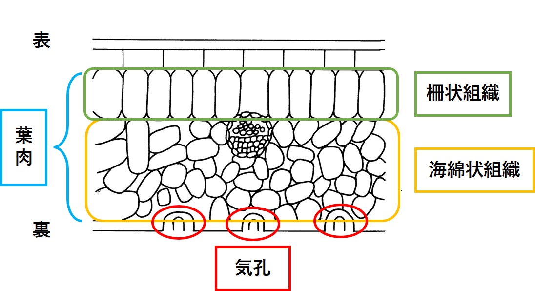 葉の断面図