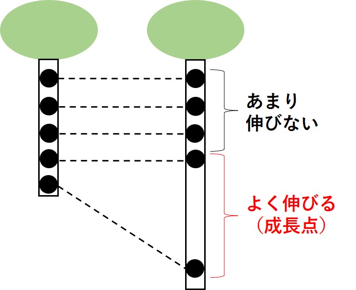 成長点