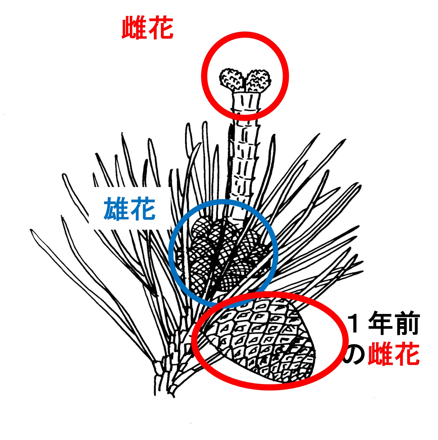 裸子植物の例