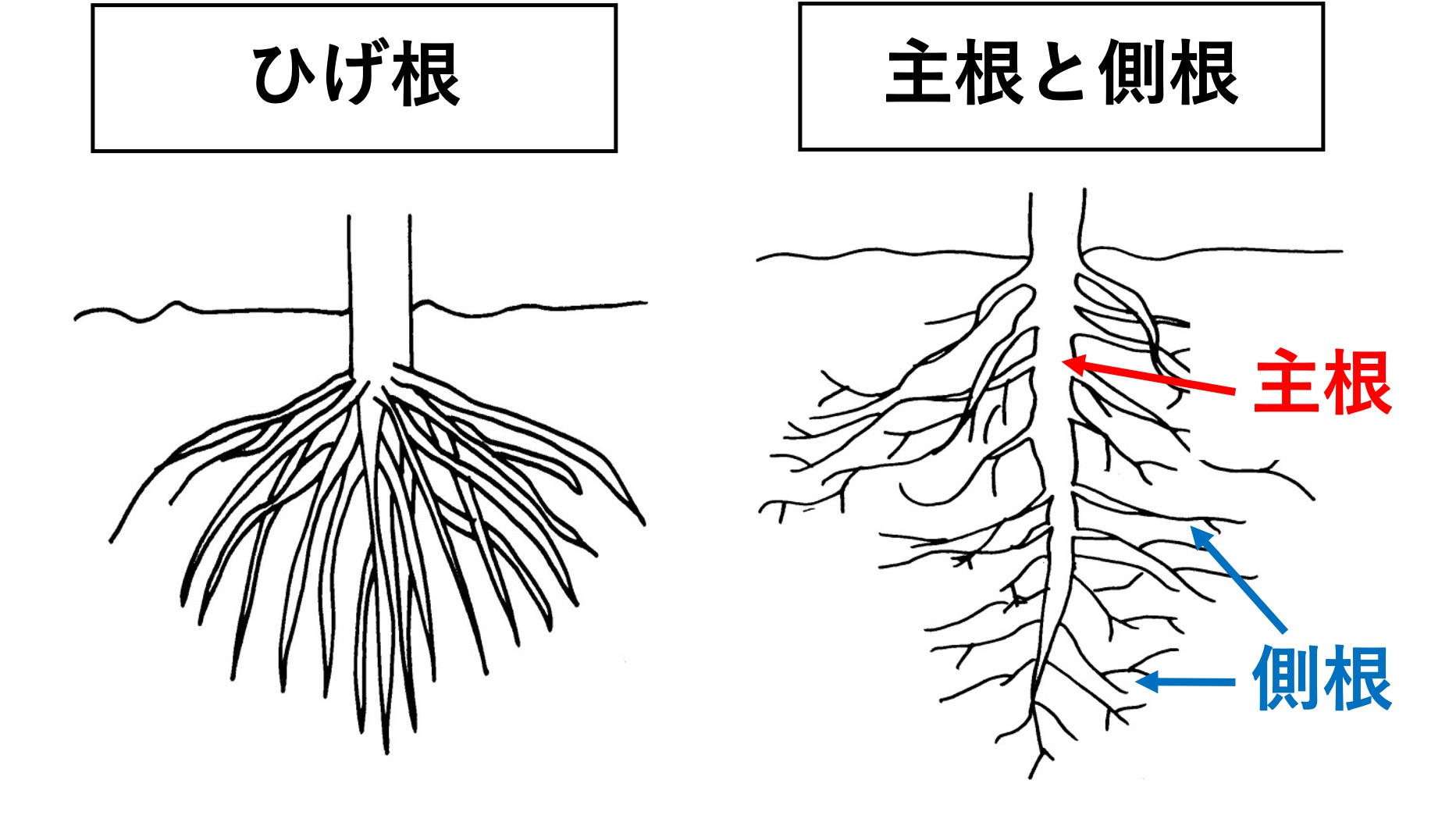 根の成長と構造: 根のつくりとはたらき – VEJFNB