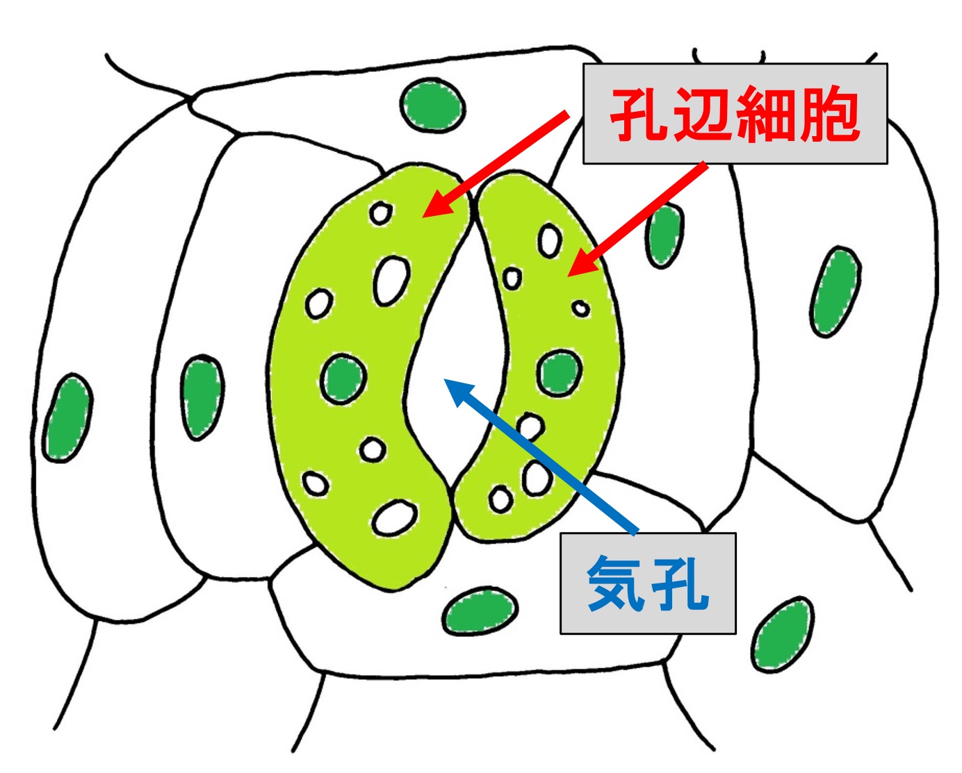 気孔 と は