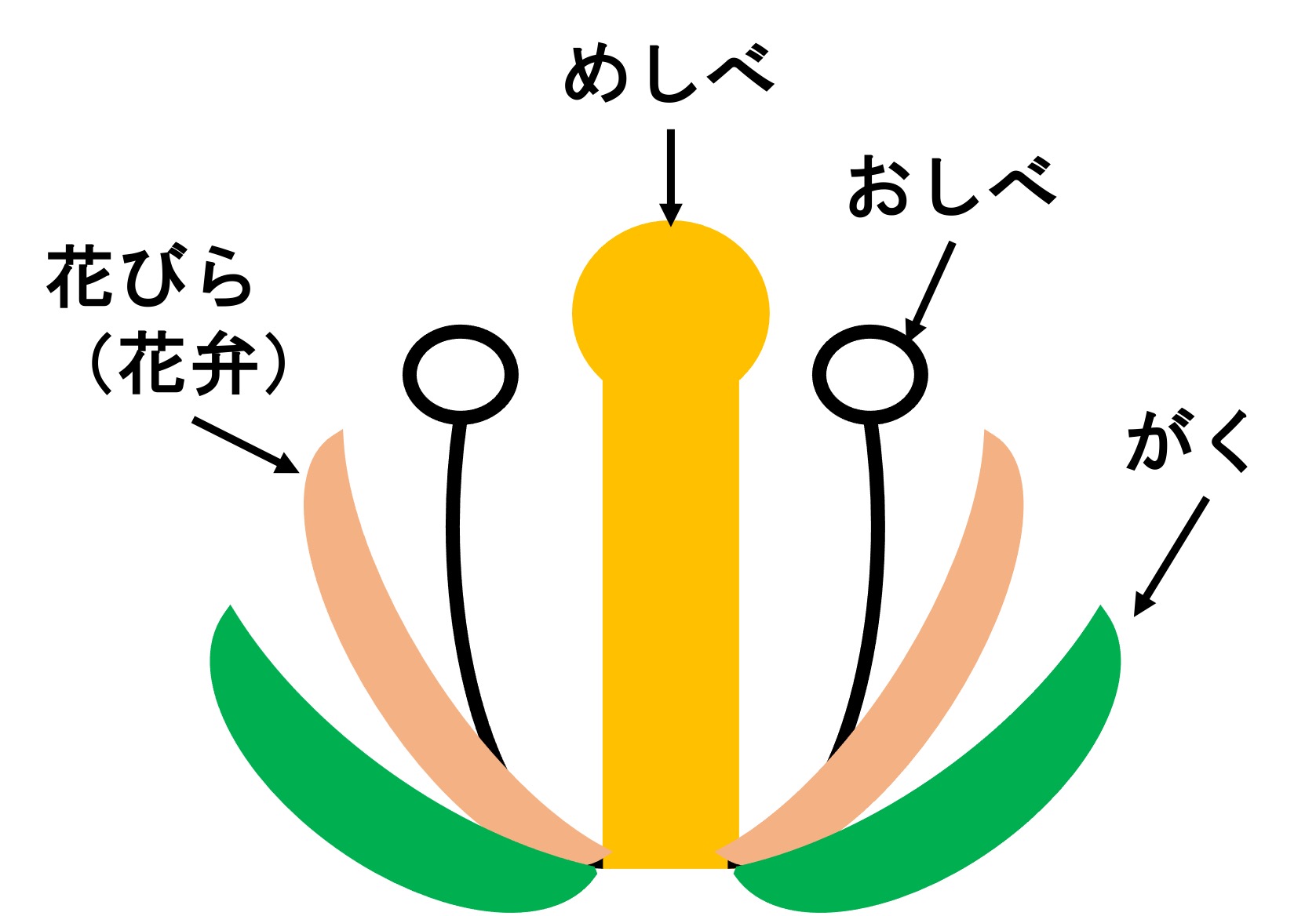 中一理科花のつくり まとめ: 花のつくり 中1 プリント – ZJFK
