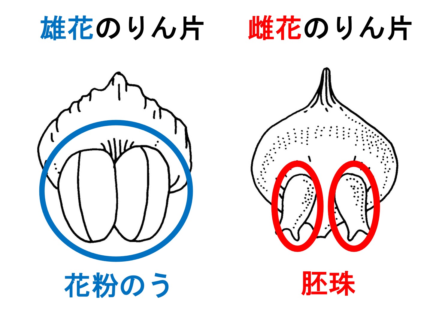 マツのりん片