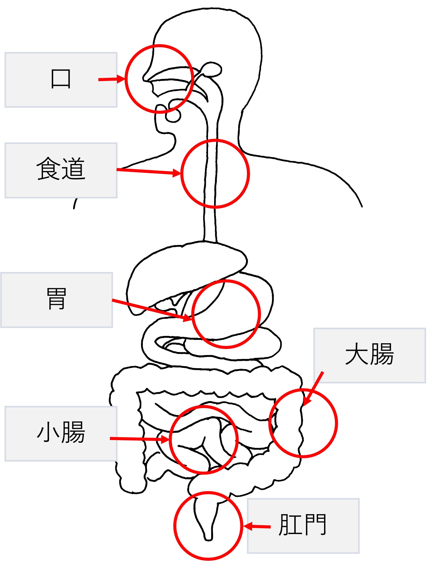 消化管