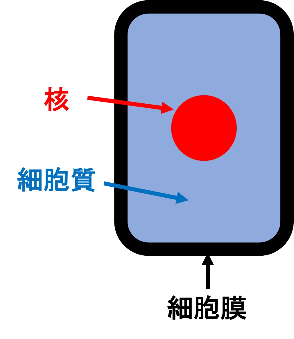 細胞のつくり