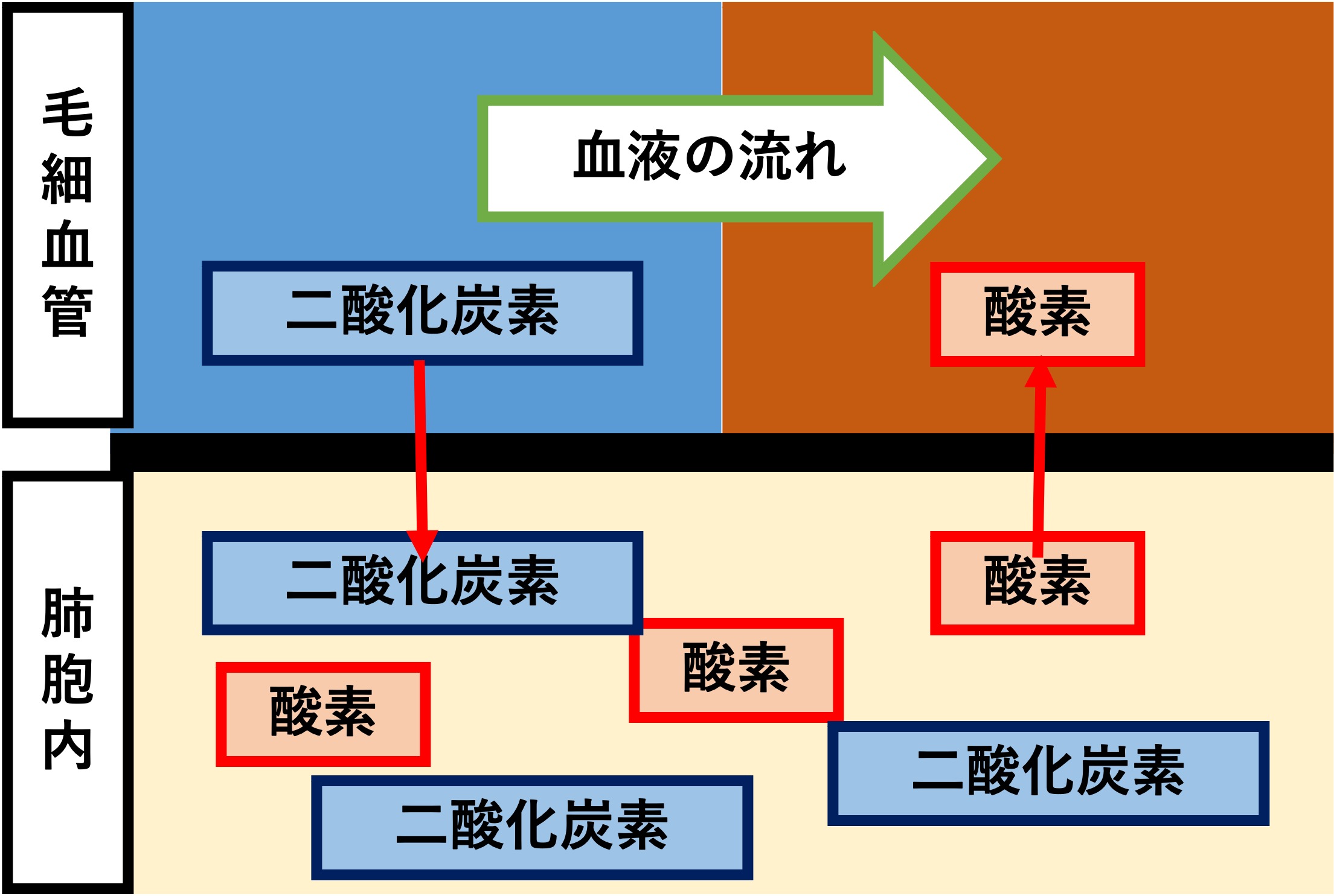 肺胞での気体交換