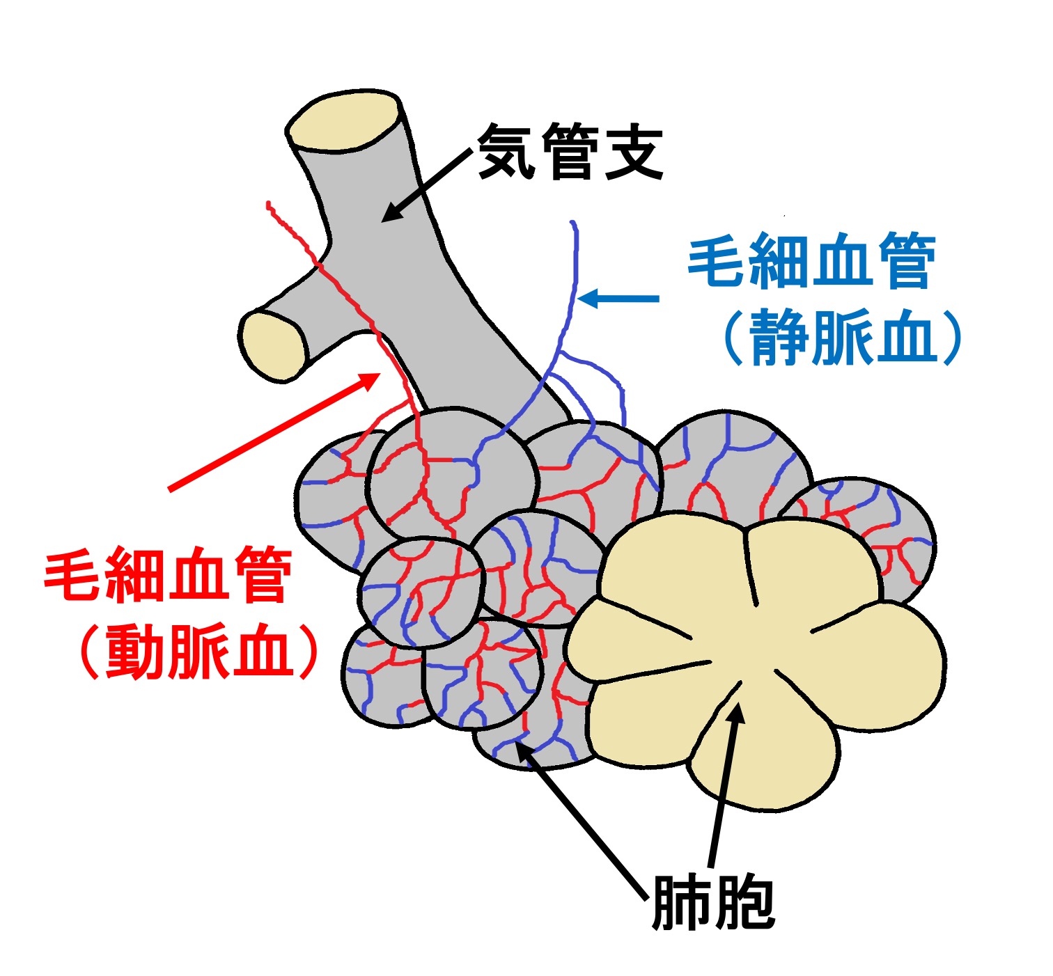 肺胞のつくり