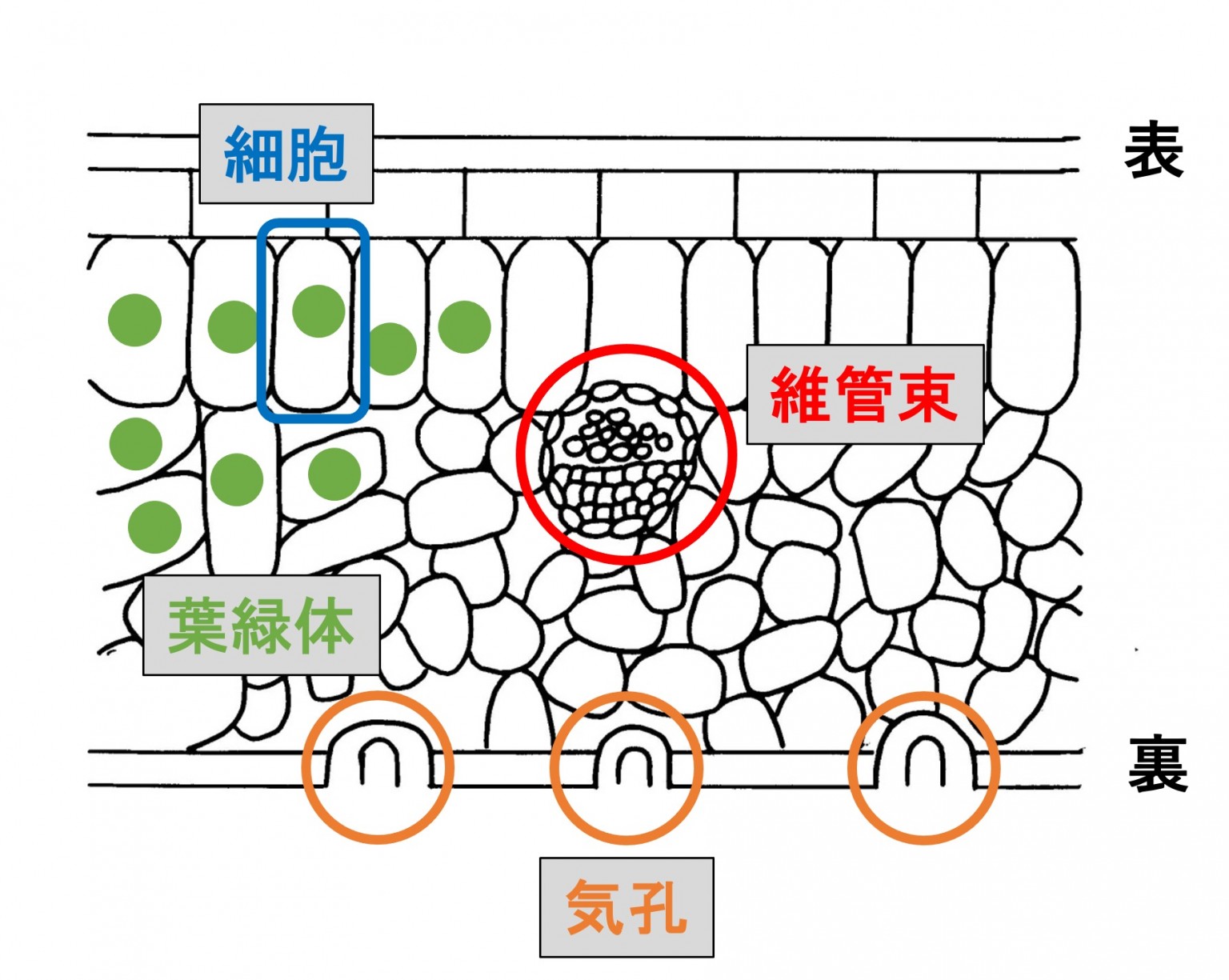 葉の断面図2 オンライン無料塾「ターンナップ」