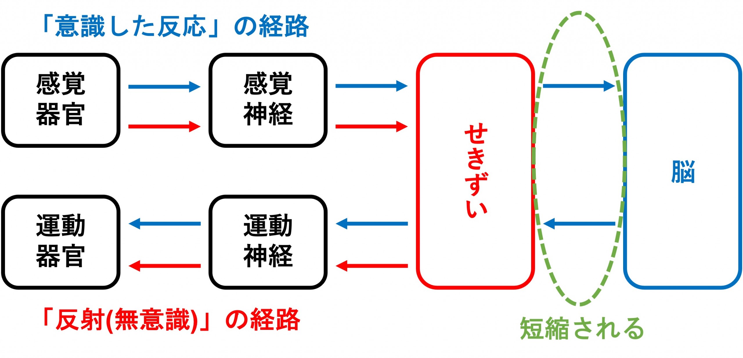 反射の経路