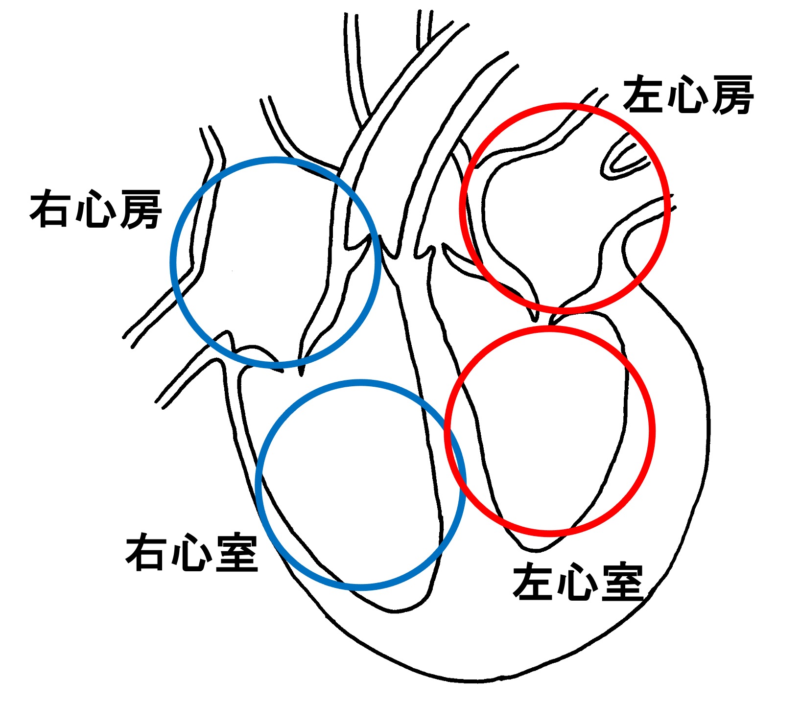 【質問】理科（中学）：心臓の名称の覚え方を教えてほしいです。右心房等の位置が覚えづらいです。 | オンライン無料塾「ターンナップ」