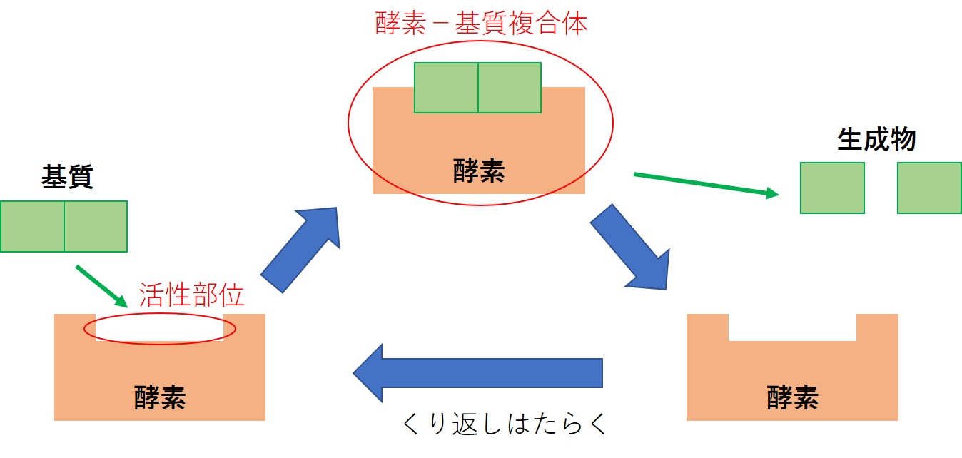 酵素のはたらき