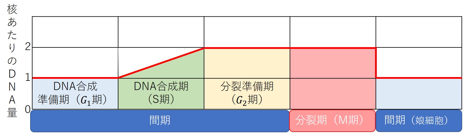 細胞周期（体細胞分裂）