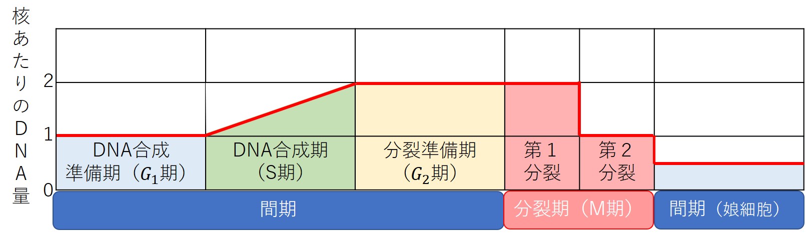 細胞周期（減数分裂）