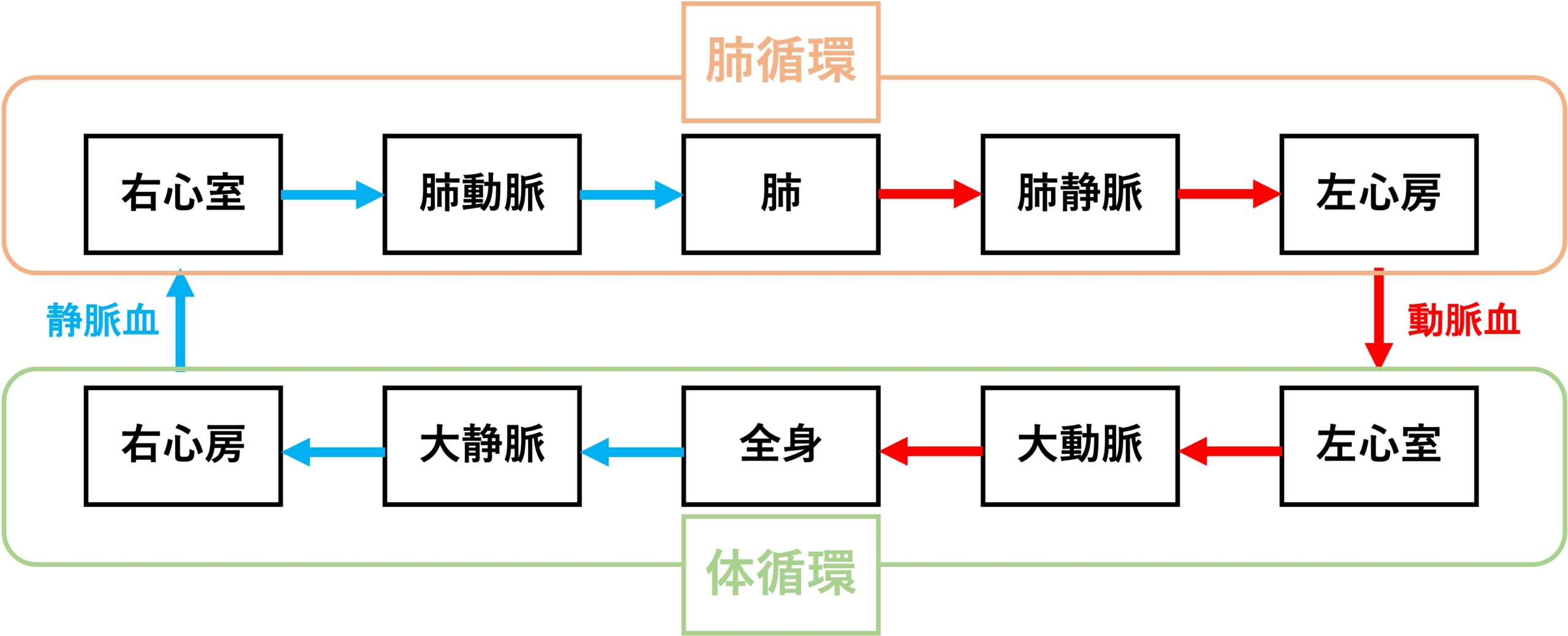 血液の循環